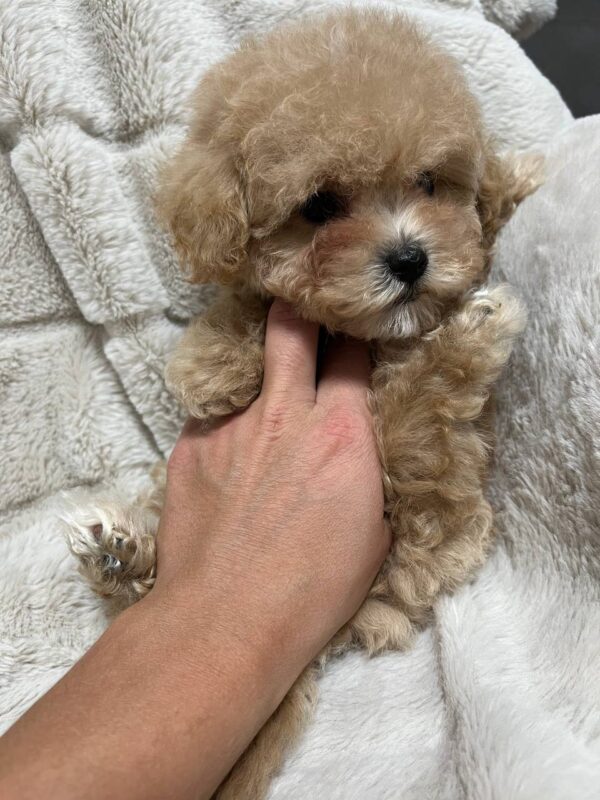 Xarty Maltipoo