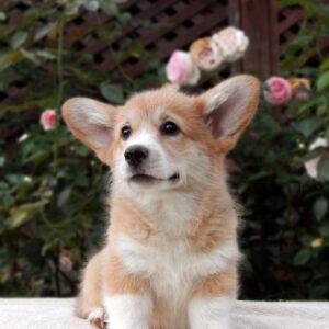 Zauri Welsh Corgi