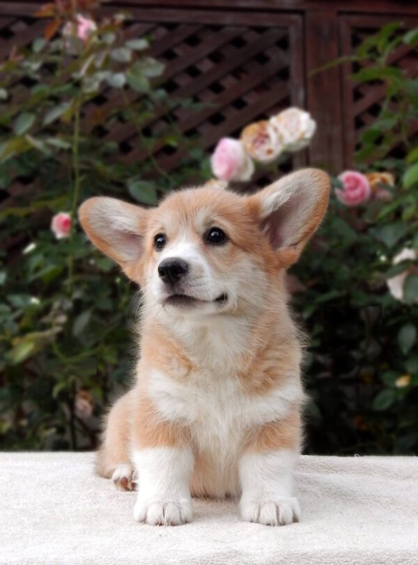Zauri Welsh Corgi