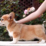 Zauri-female-Welsh-Corgi-puppy-for-sale-1 (2)
