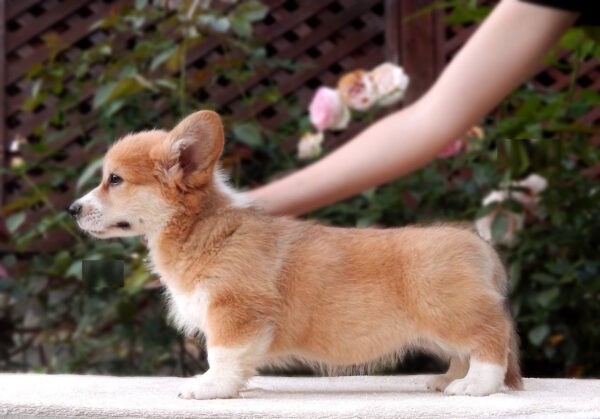 Zauri Welsh Corgi