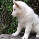 Zhanna-female-White-Swiss-Shepherd-puppy-for-sale-1 (1)