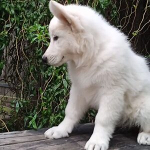 Zhanna White Swiss Shepherd