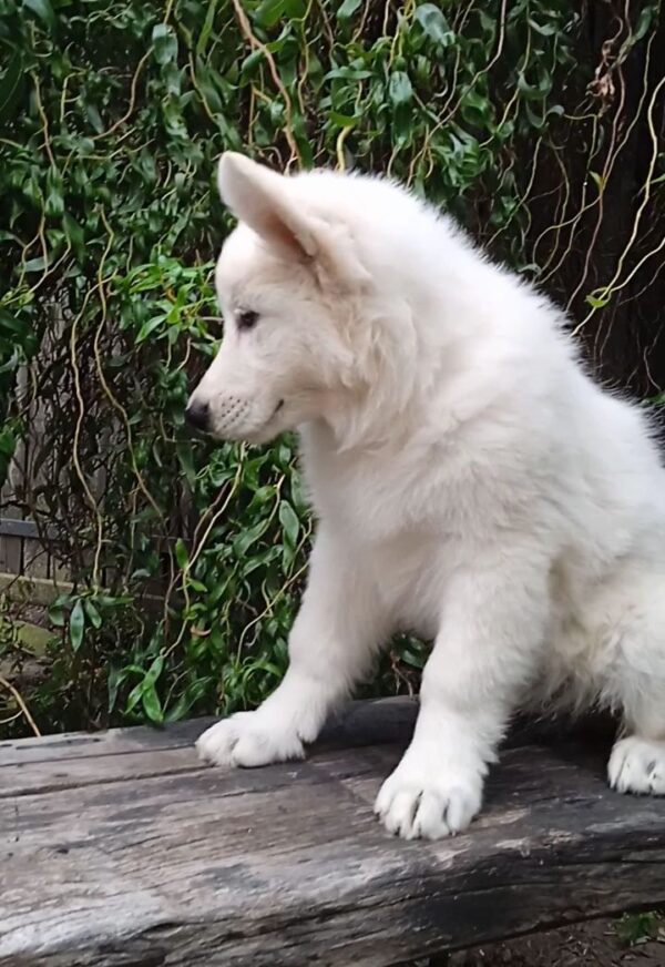 Zhanna White Swiss Shepherd