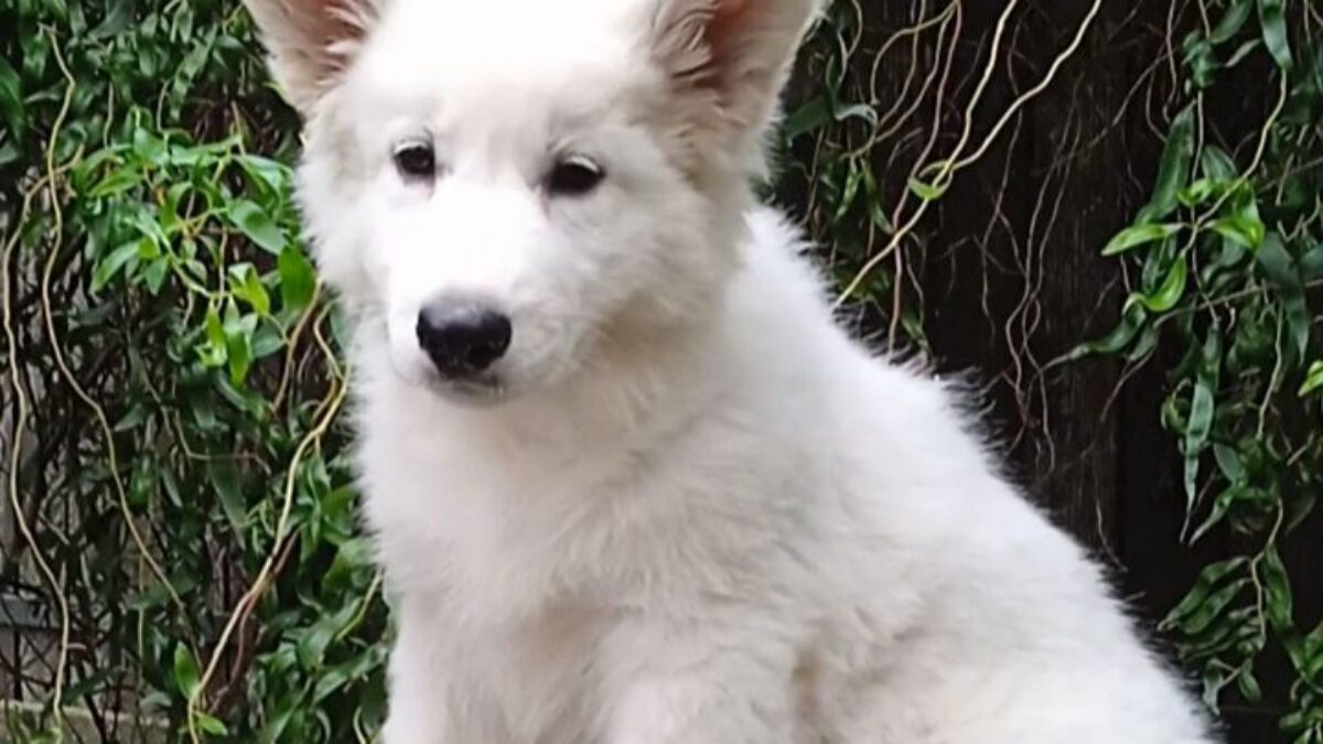 White Swiss German White Shepherd Dog Price White Swiss Shepherd Pet Lovers  Nigeria, image size:1200x675
