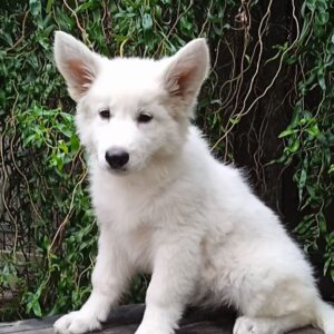 Zhanna White Swiss Shepherd