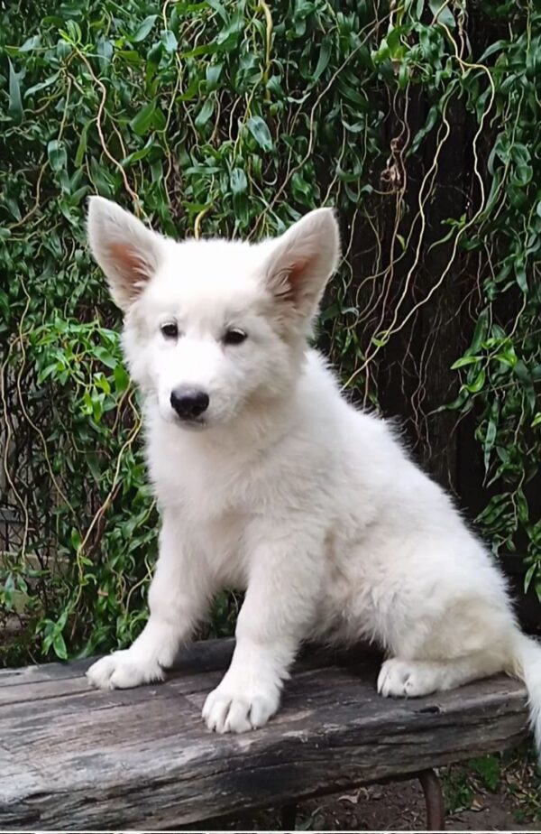 Zhanna White Swiss Shepherd