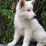 Zhanna-female-White-Swiss-Shepherd-puppy-for-sale-1 (3)