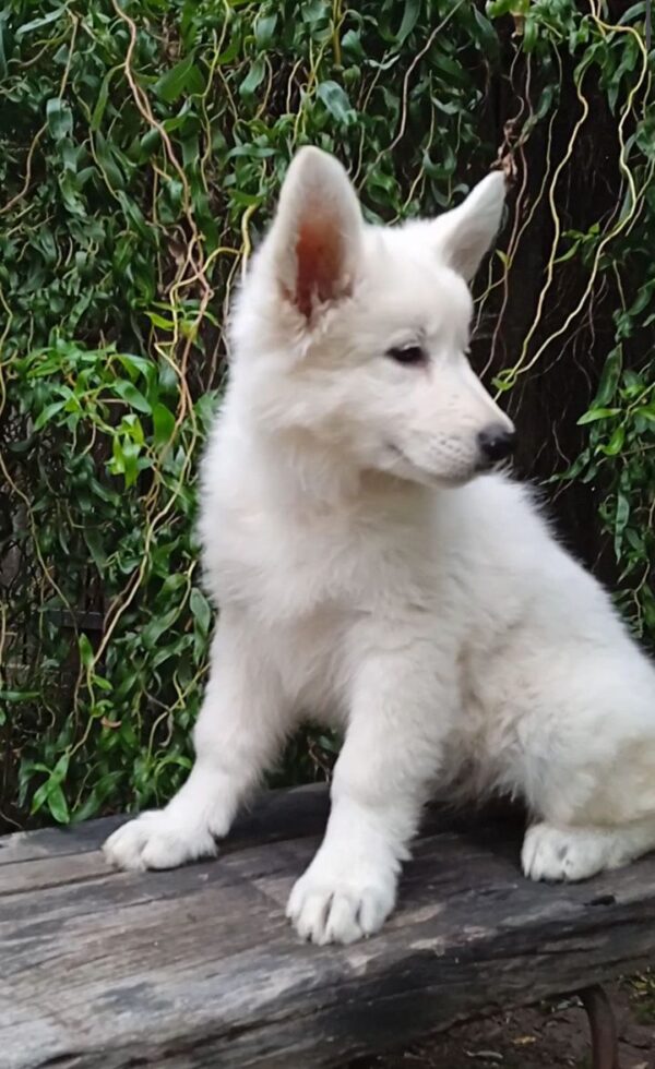 Zhanna White Swiss Shepherd