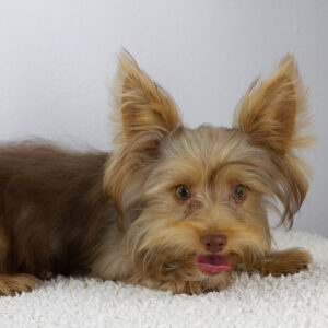 Zhorik Yorkshire Terrier