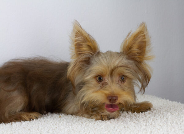 Zhorik Yorkshire Terrier