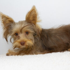 Zhorik Yorkshire Terrier