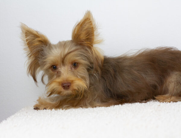 Zhorik Yorkshire Terrier