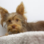 Zhorik-male-yorkshire-terrier-puppy-for-sale-1 (3)