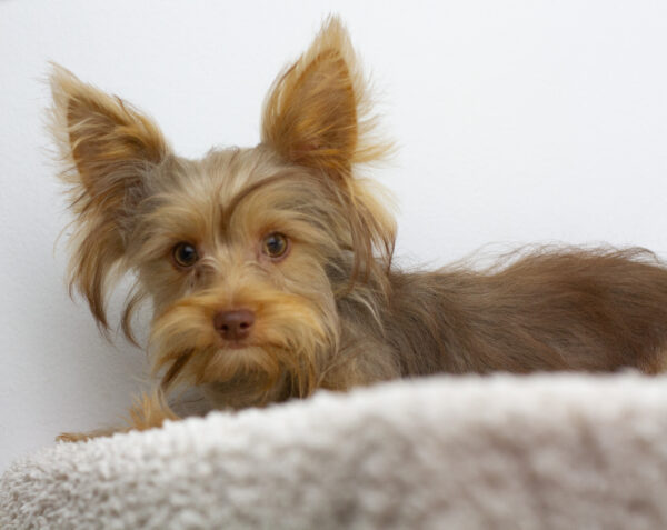 Zhorik Yorkshire Terrier