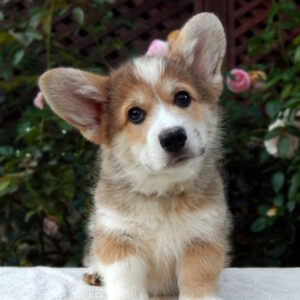 Zidane Welsh Corgi