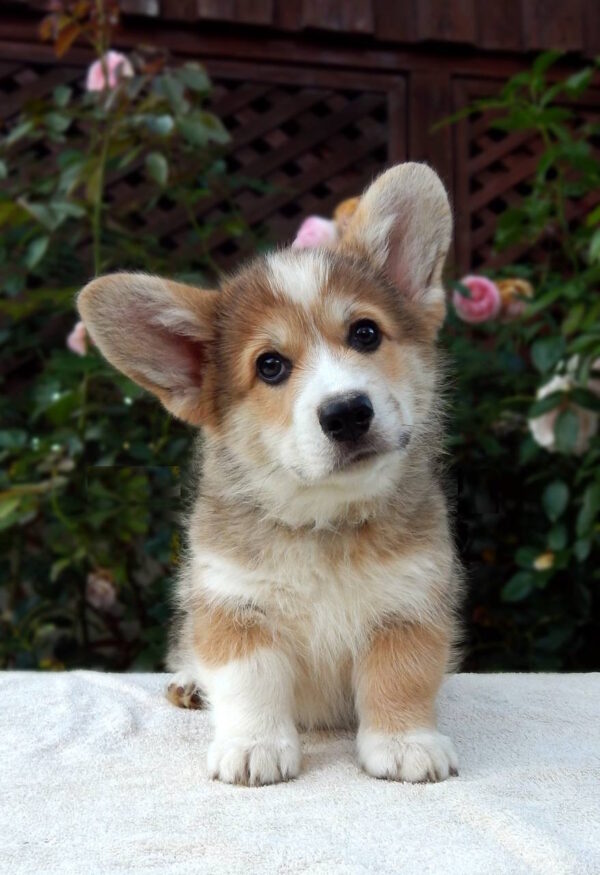 Zidane Welsh Corgi