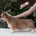 Zidane-male-Welsh-Corgi-puppy-for-sale-1 (2)