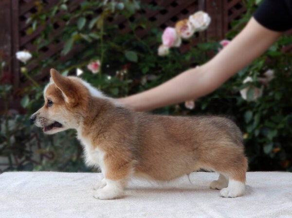 Zidane Welsh Corgi