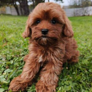 Zirsa Cavapoo