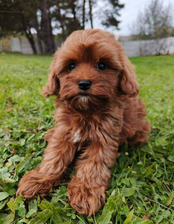 Zirsa Cavapoo