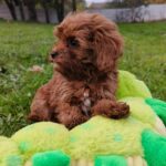 Zirsa-female-cavapoo-puppy-for-sale-1 (2)
