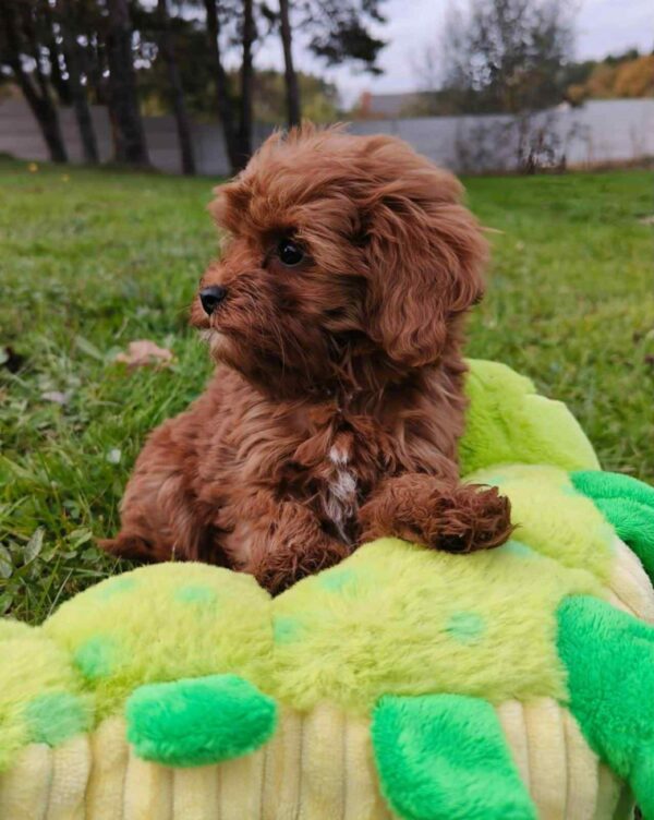 Zirsa Cavapoo