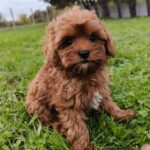 Zirsa-female-cavapoo-puppy-for-sale-1 (3)