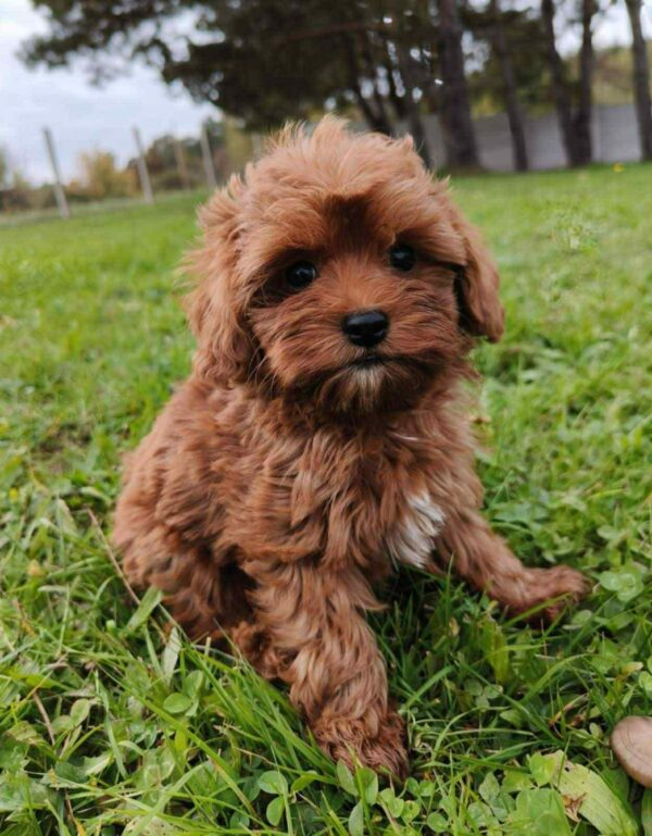 Zirsa Cavapoo