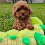 Zirsa-female-cavapoo-puppy-for-sale-1 (4)