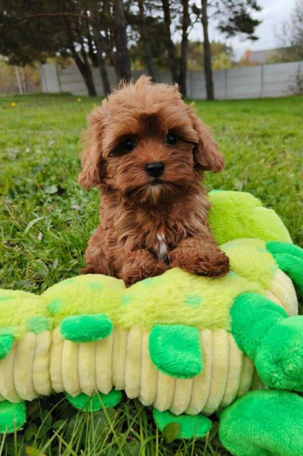 Zirsa Cavapoo