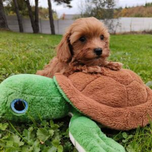 Zosik Cavapoo