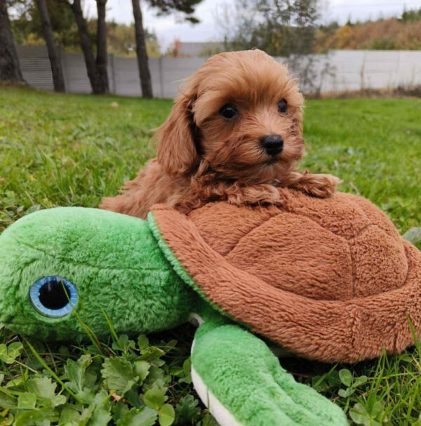 Zosik Cavapoo