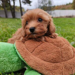Zosik Cavapoo