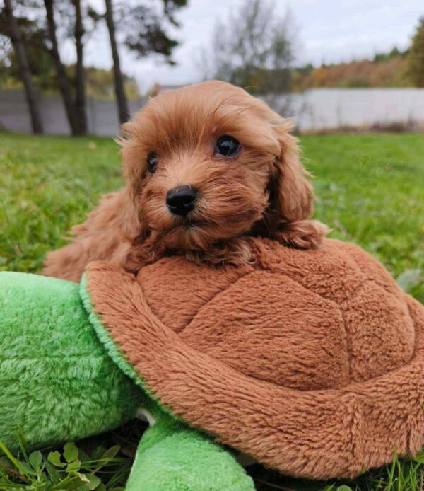 Zosik Cavapoo