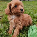 Zosik-male-cavapoo-puppy-for-sale-1 (3)