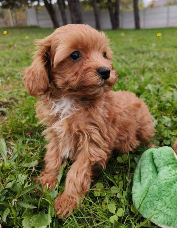 Zosik Cavapoo