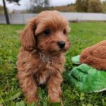 Zosik-male-cavapoo-puppy-for-sale-1 (4)