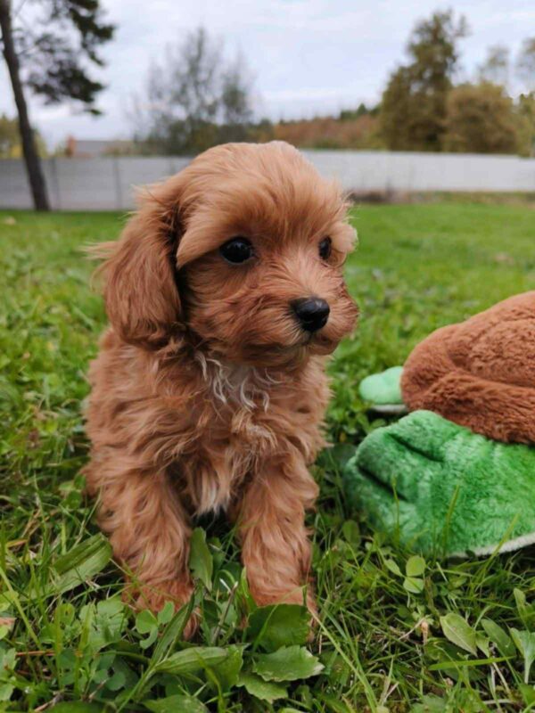 Zosik Cavapoo