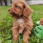 Zosik-male-cavapoo-puppy-for-sale-1 (5)