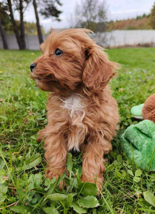 Zosik Cavapoo