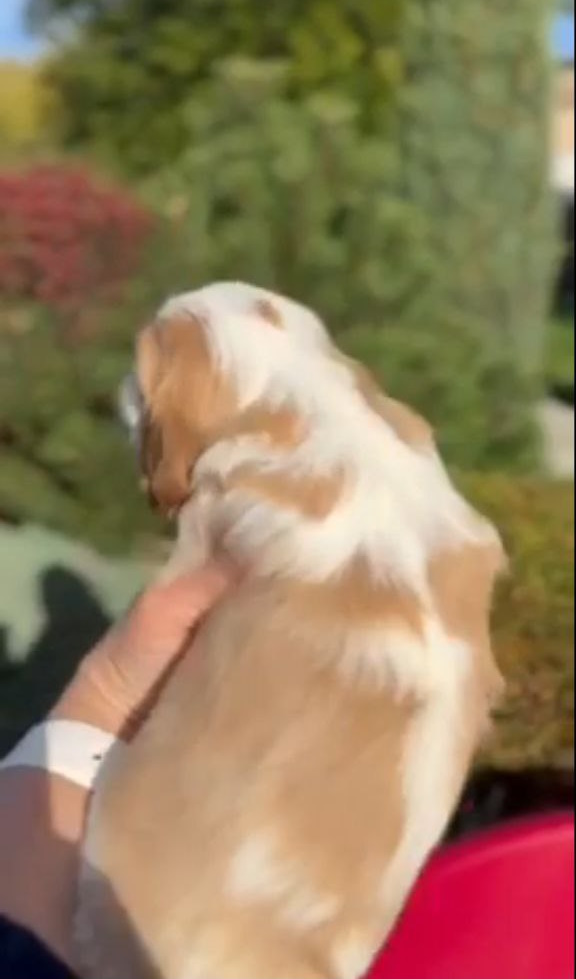 Jackson Cavalier King Charles Spaniel