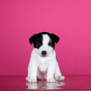 Aliya Jack Russell Terrier