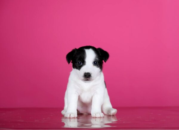 Aliya Jack Russell Terrier