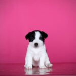 ALIYA-female-Jack-Russell-Terrier-puppy-for-sale-2