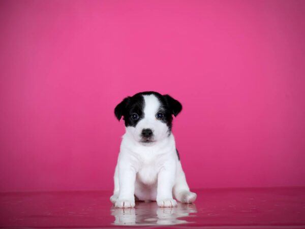 Aliya Jack Russell Terrier