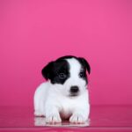 ALIYA-female-Jack-Russell-Terrier-puppy-for-sale-3