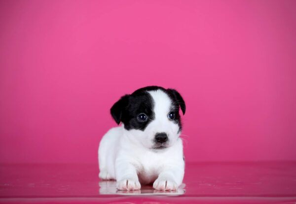 Aliya Jack Russell Terrier