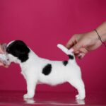 ALIYA-female-Jack-Russell-Terrier-puppy-for-sale-4