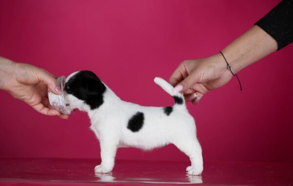 Aliya Jack Russell Terrier